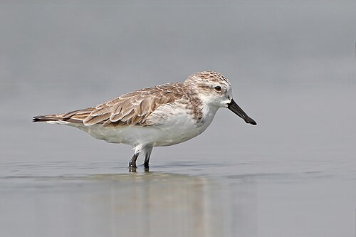 Spoon-billed Sandpiper